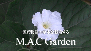 源氏物語の草木を栽培するM.A.C Garden
